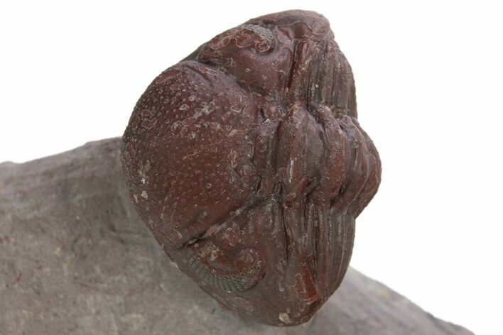 Enrolled Red Austerops Trilobite - Hmar Laghdad, Morocco #328628